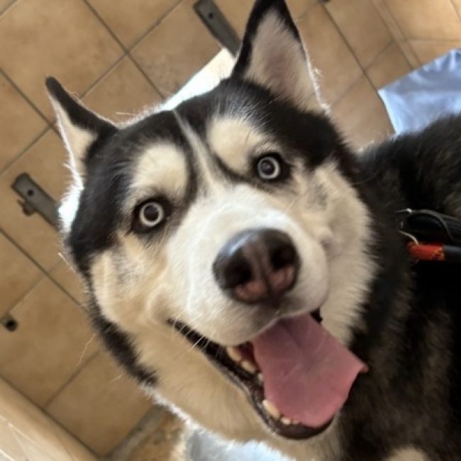 Valko - Chien Husky Sibérien à adopter
