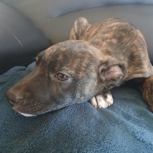 Oursin - Chien Berger Belge Malinois à adopter