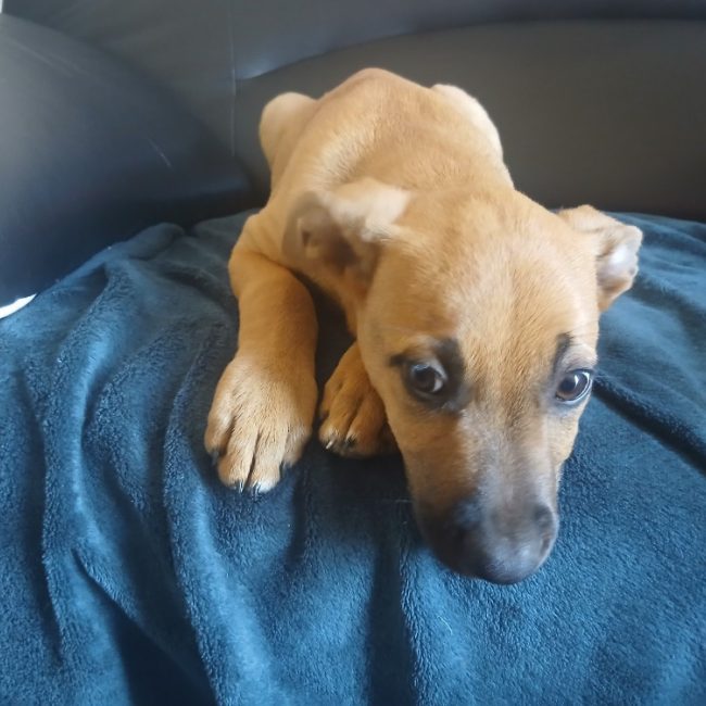 Ormeau - Chien Berger Belge Malinois à adopter