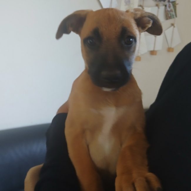 Algue - Chien Berger Belge Malinois à adopter