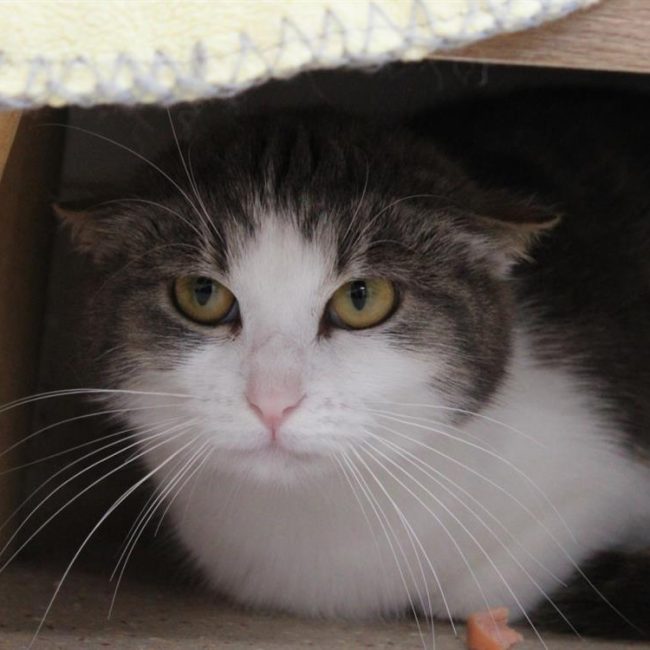 Cerise - Chat Européen à adopter