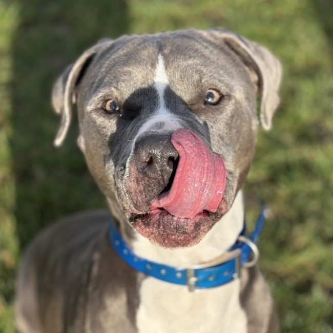 Potter - Chien Bouledogue Américain à adopter