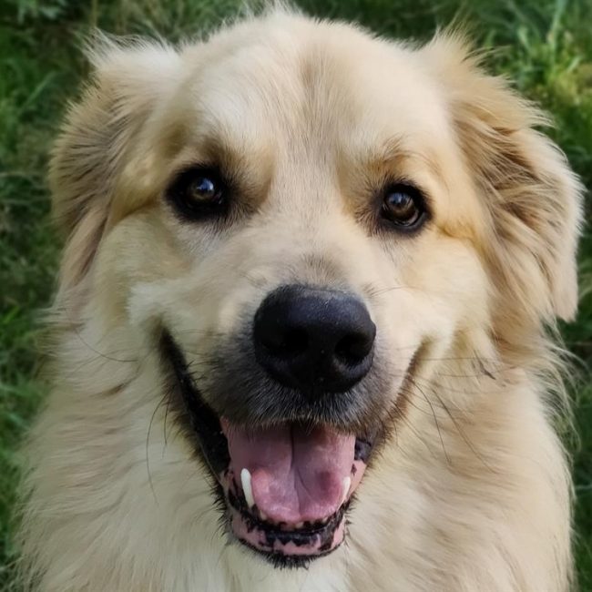 Rox - Chien Chien de montagne des Pyrénées à adopter