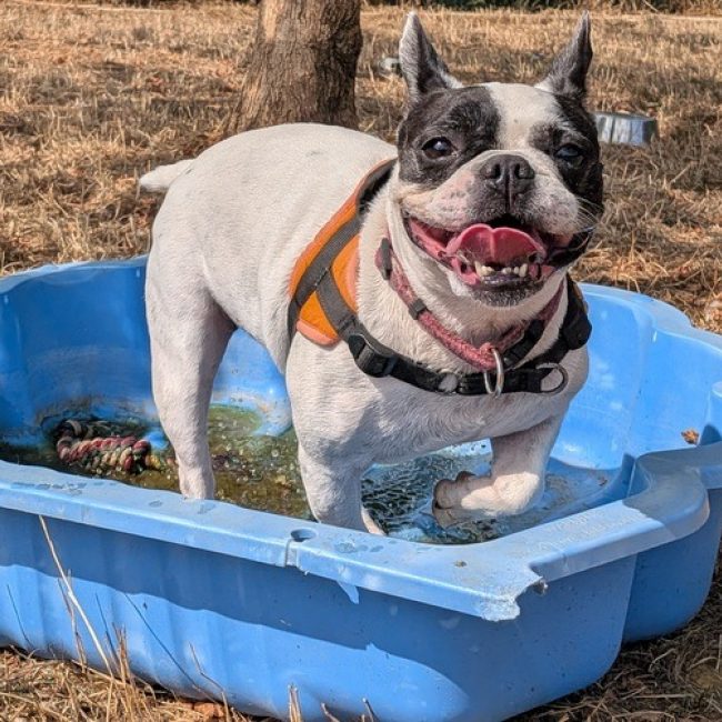 Rokiah - Chien Bouledogue Français à adopter