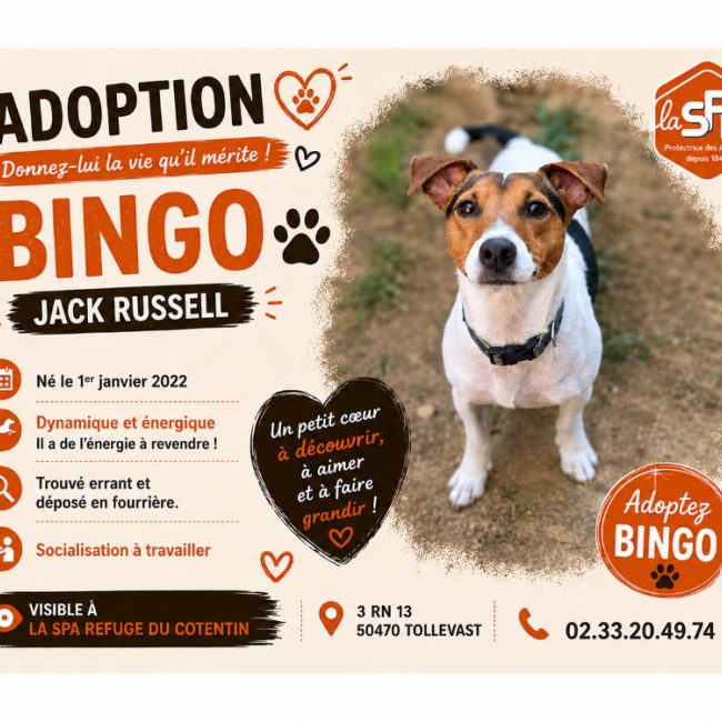 Bingo - Chien à adopter