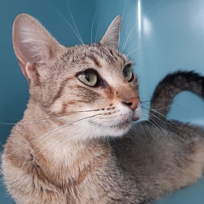 Spiruline - Chat Européen à adopter