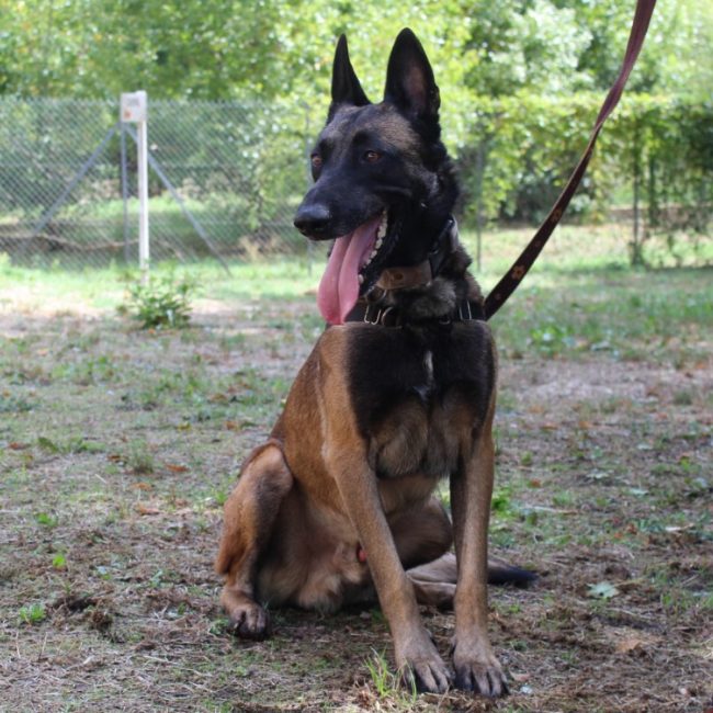 Rocket - Chien Berger Belge Malinois à adopter