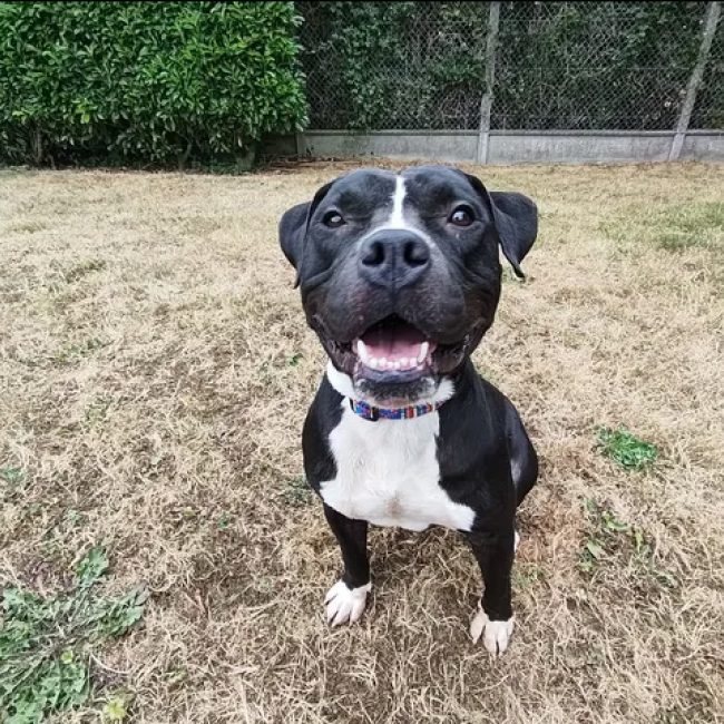 Karlson - Chien Bouledogue Américain à adopter