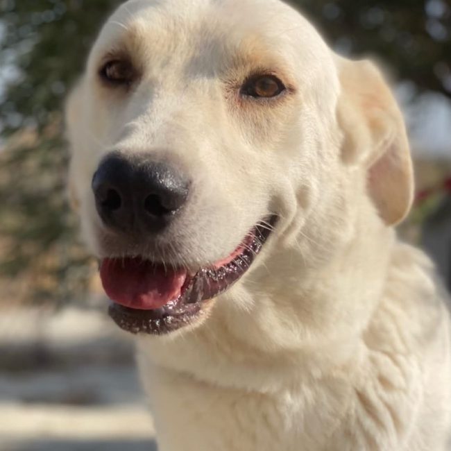Mayonesa - Chien à adopter