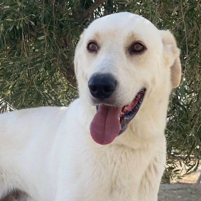 Alioli - Chien à adopter