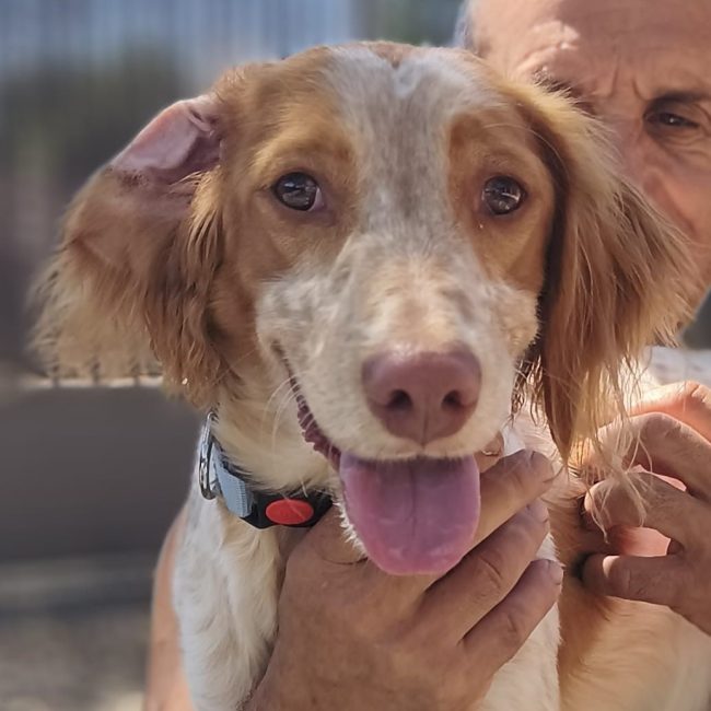Scooby II - Chien Epagneul Breton à adopter
