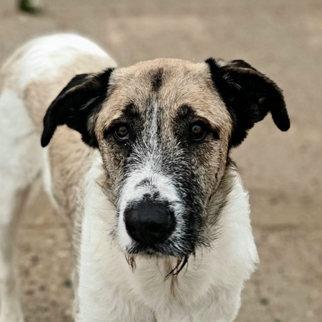 Ladron - Chien à adopter