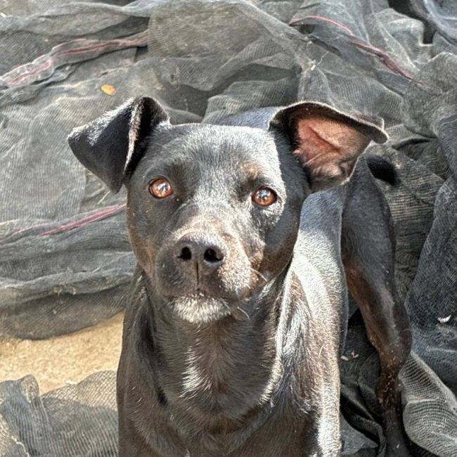 Helio - Chien à adopter