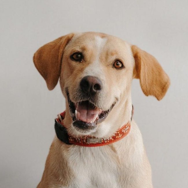 Brenda - Chien Labrador-Retriever à adopter