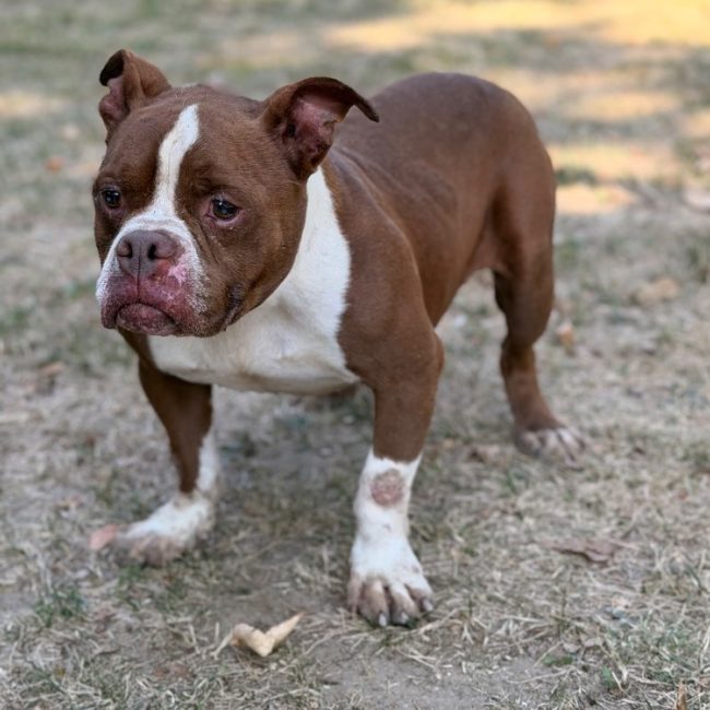 Micky - Chien American Bully à adopter