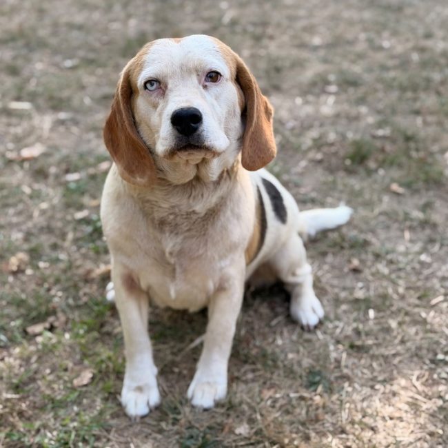 Snoopy