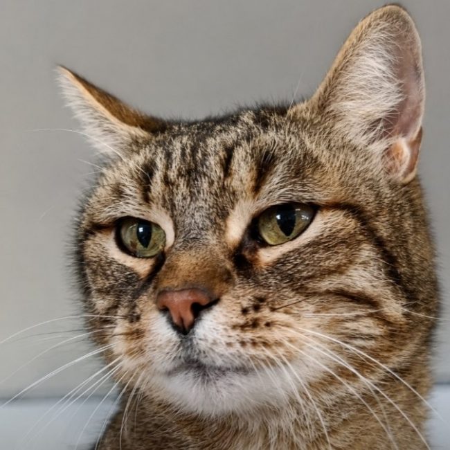 Sergio - Chat Européen à adopter