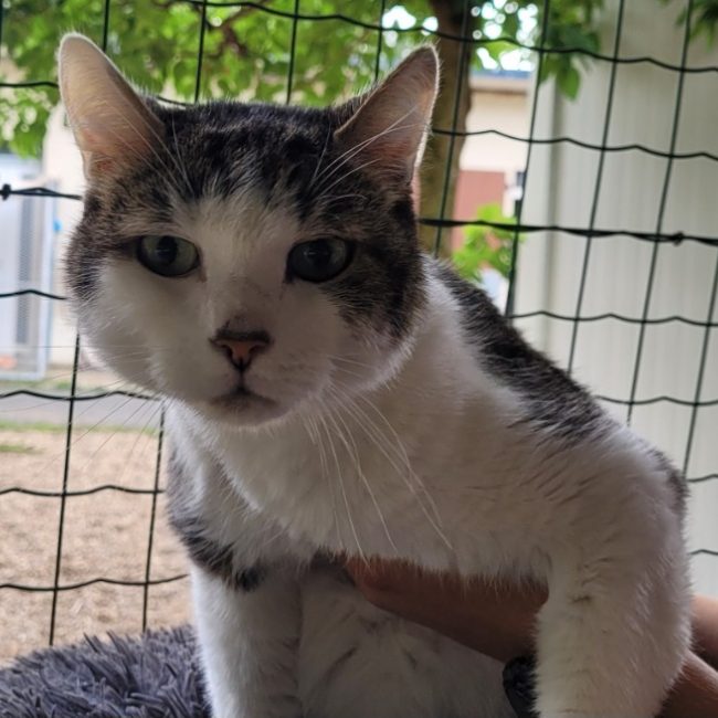 Cheeto - Chat Européen à adopter
