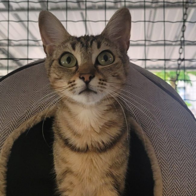 Mauve - Chat Européen à adopter