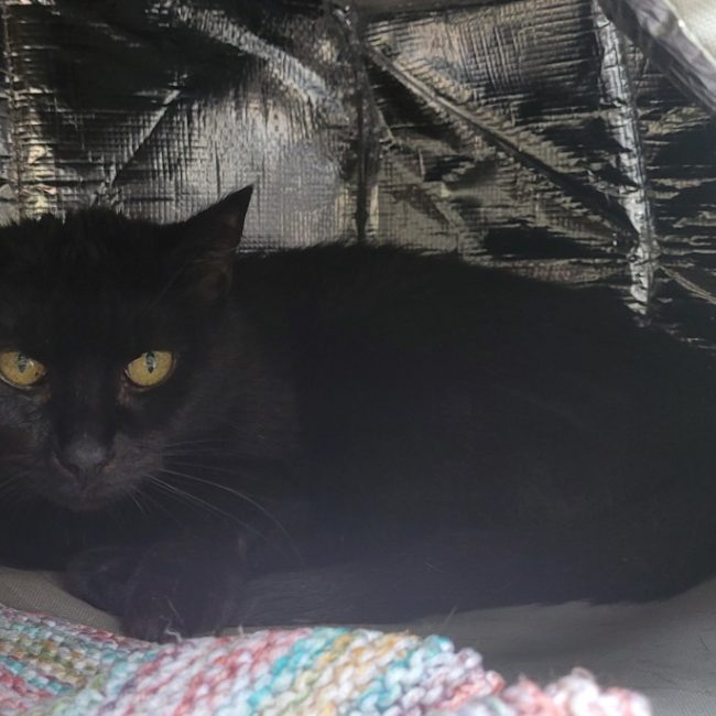 Minou - Chat Européen à adopter