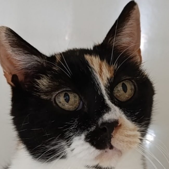 Iliade - Chat à adopter