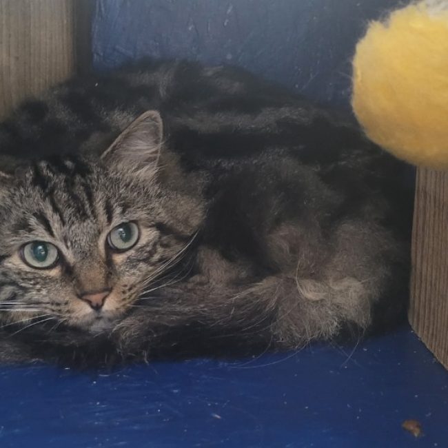 Vertigo - Chat Européen à adopter