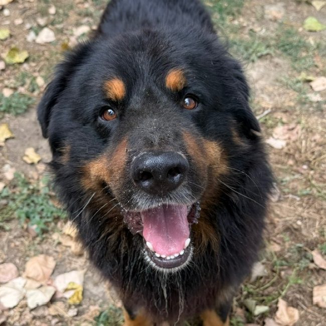 Komtou - Chien Bouvier Bernois à adopter