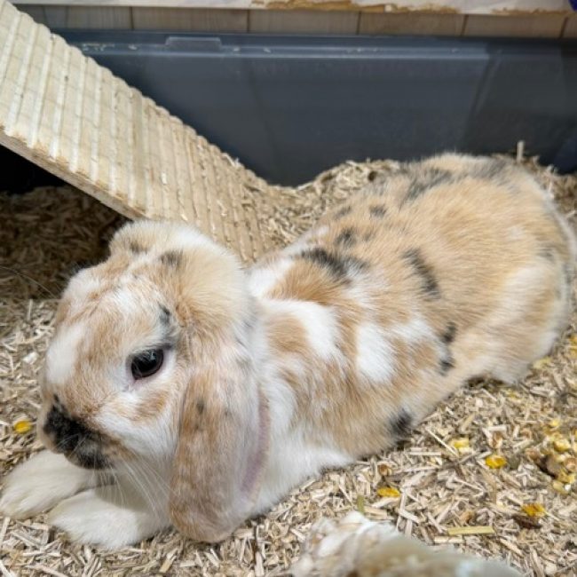 Bebou - Rongeur Lapin à adopter