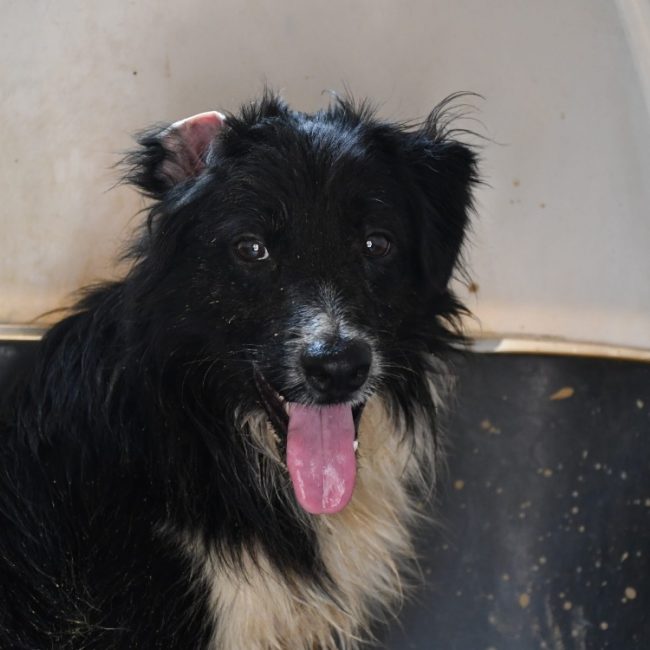 Spot - Chien Border Collie à adopter