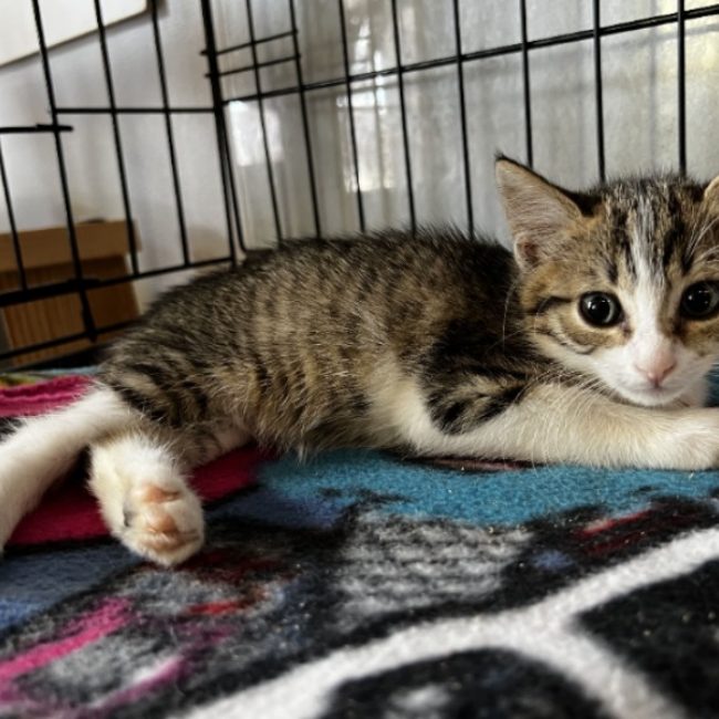 Barbouille - Chat Européen à adopter