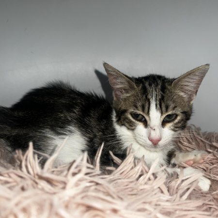 Bagou - Chat Européen à adopter