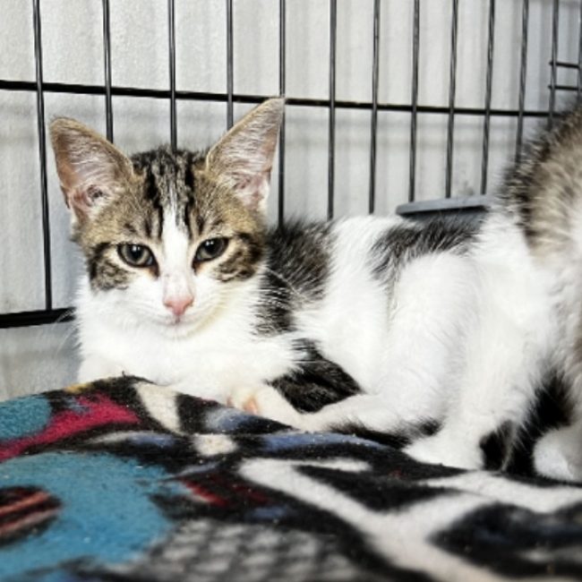 Bagou - Chat Européen à adopter