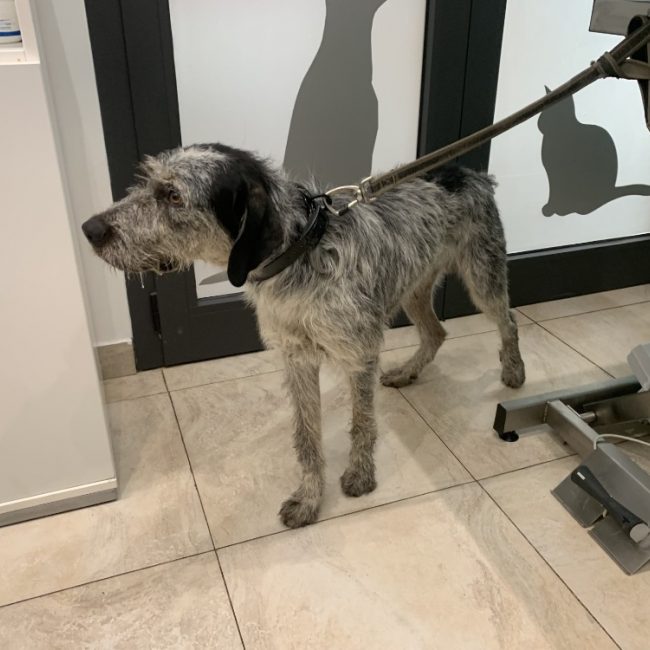 Oreo - Chien Briquet Griffon Vendéen à adopter