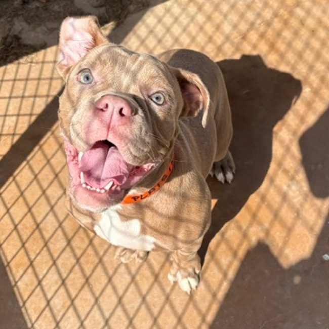 Azuki - Chien à adopter