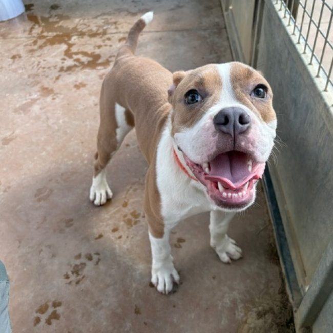 Wasabi - Chien à adopter