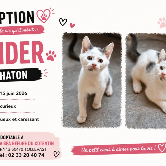 Tinder - Chat Européen à adopter