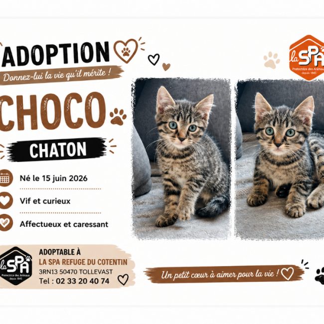 Choco - Chat Européen à adopter