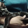 Bastet