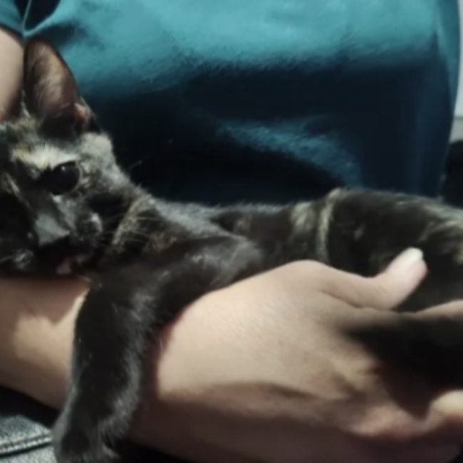Bastet