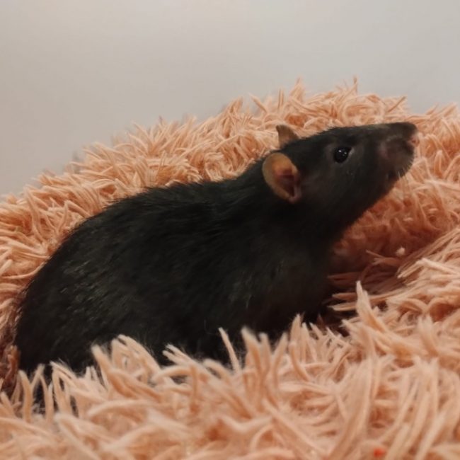 Frene - Rongeur Rat à adopter