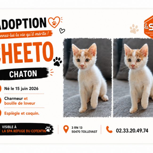 Cheeto - Chat Européen à adopter