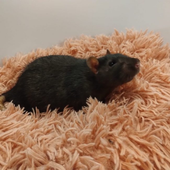 Saule - Rongeur Rat à adopter