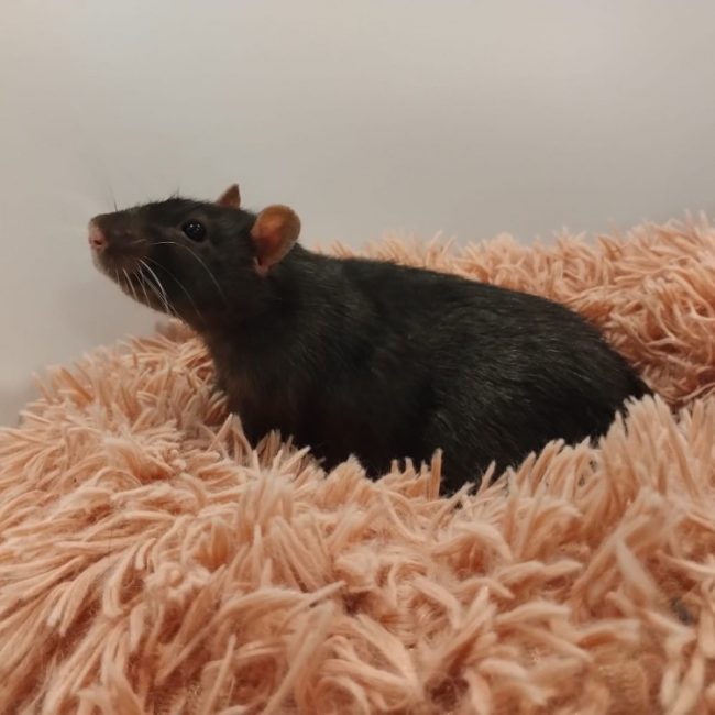 Aulne - Rongeur Rat à adopter