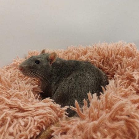 Tilleul - Rongeur Rat à adopter