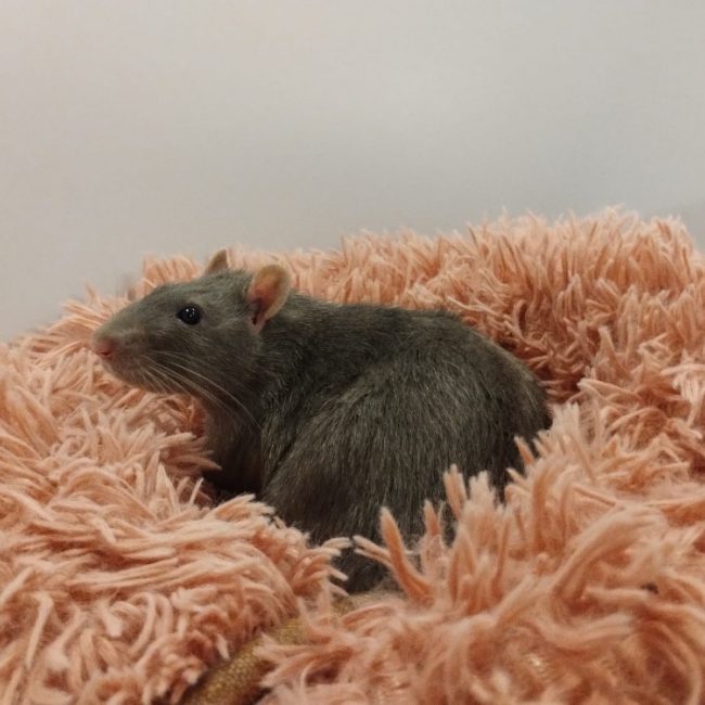 Tilleul - Rongeur Rat à adopter