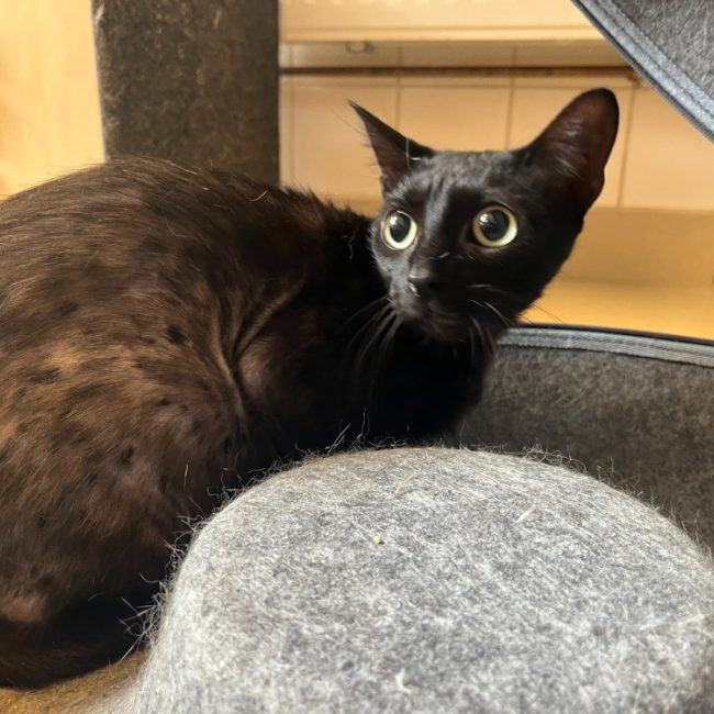 Solon - Chat Européen à adopter