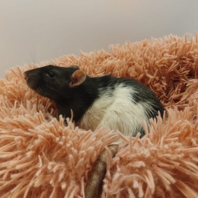 Chewbacca - Rongeur Rat à adopter