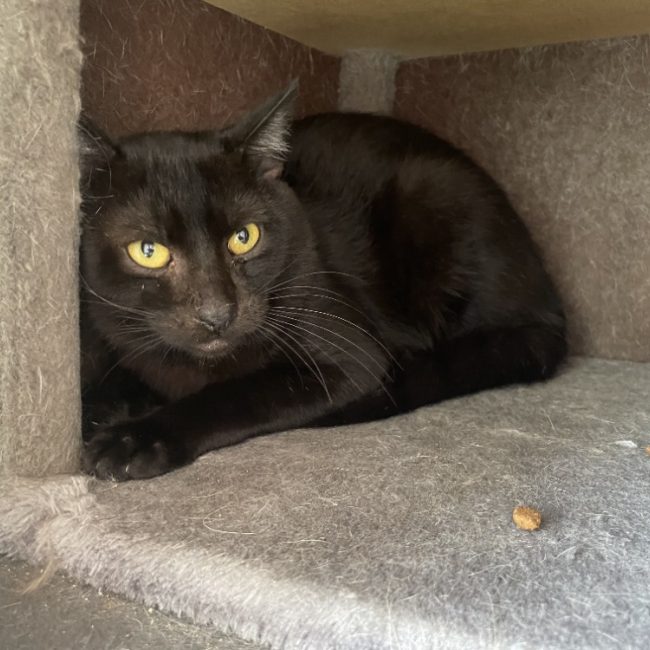Anubis - Chat Européen à adopter