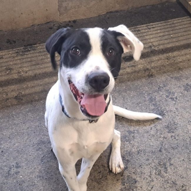 Ucco - Chien à adopter
