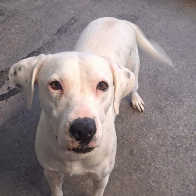 Blanca - Chien Dalmatien à adopter